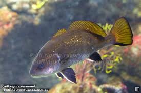 Image result for Sciaena umbra