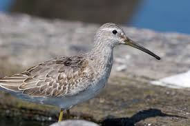 Image result for Calidris himantopus