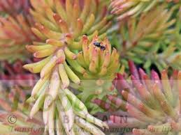 Attēlu rezultāti vaicājumam “Sedum sexangulare flower”