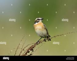 Attēlu rezultāti vaicājumam “Saxicola rubetra adult”