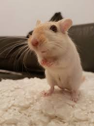 Image result for Gerbil
