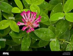 Attēlu rezultāti vaicājumam “Trifolium medium flower”