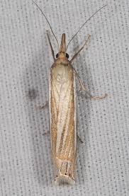 Attēlu rezultāti vaicājumam “Crambus”