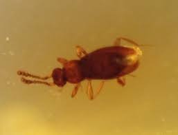 Attēlu rezultāti vaicājumam “Prionychus ater”