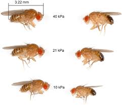 Attēlu rezultāti vaicājumam “Drosophila melanogaster”