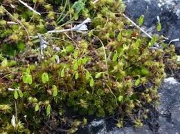 Attēlu rezultāti vaicājumam “Bryum neodamense”
