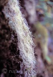 Attēlu rezultāti vaicājumam “Ramalina thrausta”