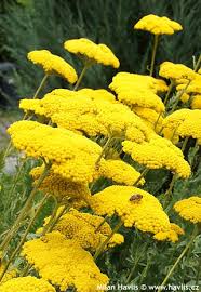Image result for Achillea filipendulina