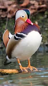 Attēlu rezultāti vaicājumam “Aix galericulata”