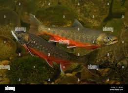 Image result for Salvelinus alpinus