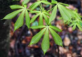 Attēlu rezultāti vaicājumam “Aesculus flava leaf”