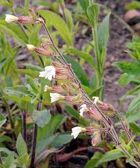 Attēlu rezultāti vaicājumam “Silene tatarica flower”