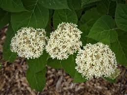 Attēlu rezultāti vaicājumam “Hydrangea arborescens”