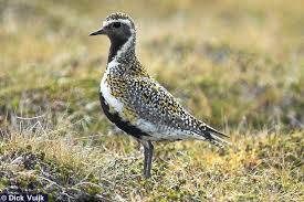 Attēlu rezultāti vaicājumam “Pluvialis apricaria”