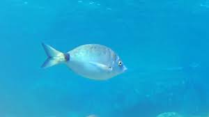 Image result for Diplodus puntazzo