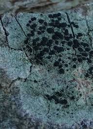 Attēlu rezultāti vaicājumam “Lecidella elaeochroma”