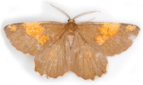 Attēlu rezultāti vaicājumam “Angerona prunaria”