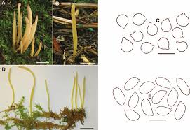 Attēlu rezultāti vaicājumam “Clavaria sphagnicola”