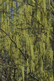Attēlu rezultāti vaicājumam “Betula alleghaniensis”
