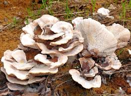 Attēlu rezultāti vaicājumam “Abortiporus biennis”