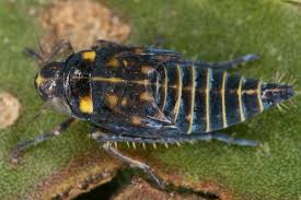 Attēlu rezultāti vaicājumam “Macrosteles nymph”