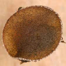 Attēlu rezultāti vaicājumam “Ascobolus furfuraceus”