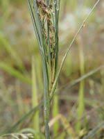 Attēlu rezultāti vaicājumam “Juncus gerardii leaf”