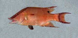 Image result for Lachnolaimus maximus