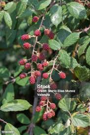 Attēlu rezultāti vaicājumam “Atriplex patula fruit”