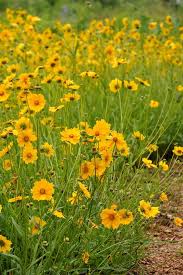 Image result for Coreopsis