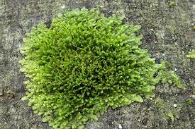 Attēlu rezultāti vaicājumam “Radula complanata sporophyte”