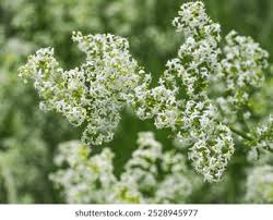 Attēlu rezultāti vaicājumam “Galium album flower”