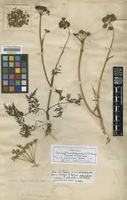 Attēlu rezultāti vaicājumam “Conioselinum tataricum”