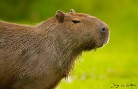 Attēlu rezultāti vaicājumam “Hydrochoerus hydrochaeris”