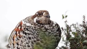 Attēlu rezultāti vaicājumam “Tetrastes bonasia female”