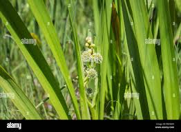 Attēlu rezultāti vaicājumam “Sparganium erectum aggr. flower”