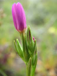 Attēlu rezultāti vaicājumam “Centaurium littorale”