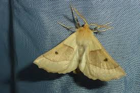 Attēlu rezultāti vaicājumam “Crocallis elinguaria imago”