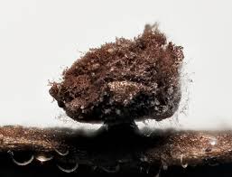 Attēlu rezultāti vaicājumam “Didymium clavus stalked”