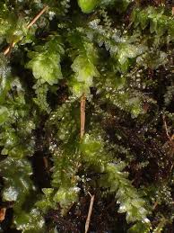 Attēlu rezultāti vaicājumam “Calypogeia sphagnicola”