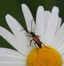 Attēlu rezultāti vaicājumam “Pseudovadonia livida”