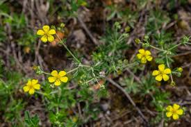 Attēlu rezultāti vaicājumam “Potentilla argentea fruit”
