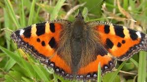 Image result for Small Tortoiseshell