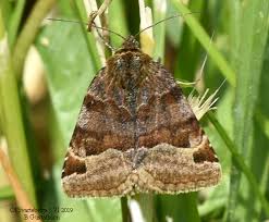 Attēlu rezultāti vaicājumam “Euclidia glyphica”