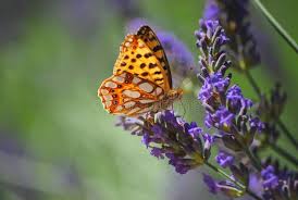 Attēlu rezultāti vaicājumam “Argynnis adippe”