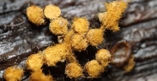 Attēlu rezultāti vaicājumam “Trichia botrytis”