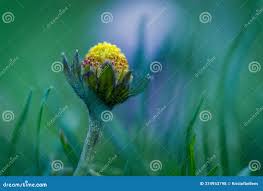 Attēlu rezultāti vaicājumam “Bellis perennis bud”