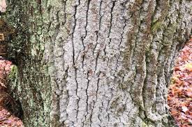 Attēlu rezultāti vaicājumam “Lecanactis abietina”