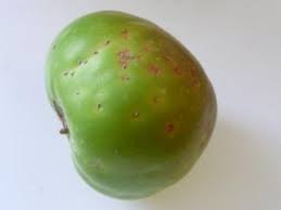 Attēlu rezultāti vaicājumam “Lepidosaphes ulmi”