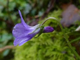 Attēlu rezultāti vaicājumam “Viola reichenbachiana flower”